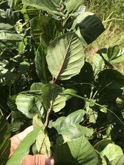 Alnus serrulata