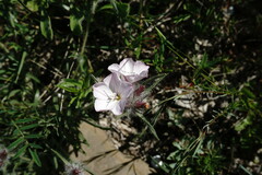 Convolvulus calvertii
