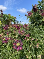 Wisteriopsis reticulata