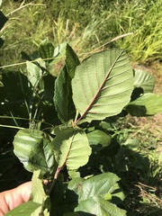 Alnus serrulata