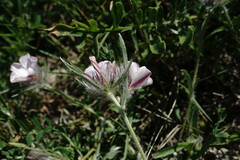 Convolvulus calvertii