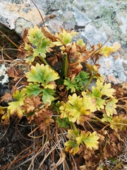 Ranunculus glacialis