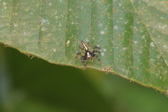 Telamonia