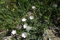 Convolvulus calvertii