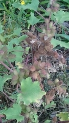 Xanthium orientale riparium