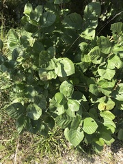 Alnus serrulata