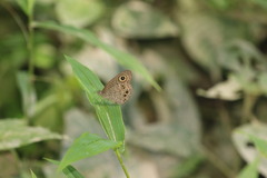 Ypthima baldus