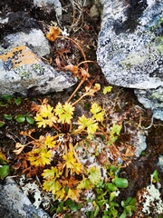 Ranunculus glacialis