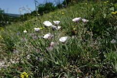 Convolvulus calvertii