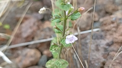 Clinopodium menthifolium ascendens