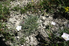 Convolvulus calvertii