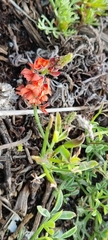 Indigofera heterophylla