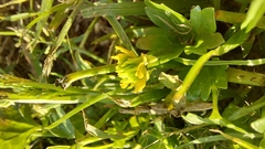 Ranunculus muricatus