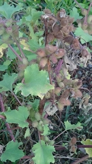 Xanthium orientale riparium