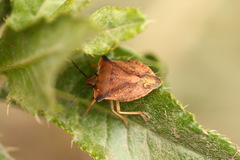 Carpocoris fuscispinus