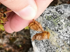 Ranunculus glacialis