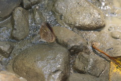 Arhopala