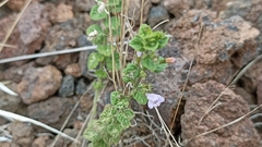 Clinopodium menthifolium ascendens