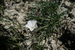 Convolvulus calvertii