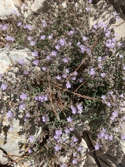 Caryophyllales