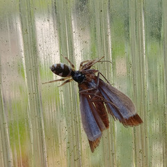 Salticus scenicus