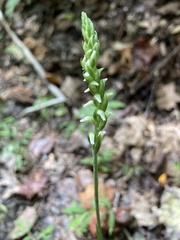 Spiranthes ovalis erostellata