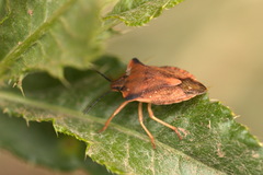 Carpocoris fuscispinus