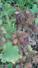 Xanthium orientale riparium
