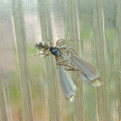 Salticus scenicus