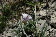 Convolvulus calvertii