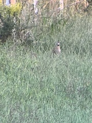 Colinus virginianus