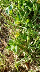 Ranunculus muricatus