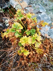 Ranunculus glacialis