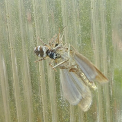 Salticus scenicus