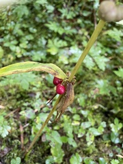Polygonatum verticillatum