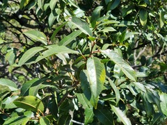 Prunus africana
