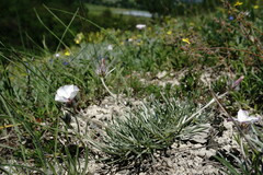 Convolvulus calvertii