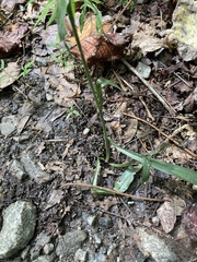 Spiranthes ovalis erostellata