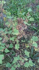 Xanthium orientale riparium