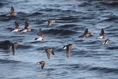 Charadrius modestus