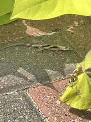 Aspidoscelis sexlineatus