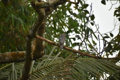 Accipiter badius