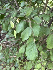 Corylus cornuta
