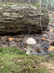Leccinum holopus