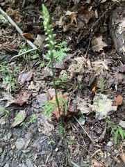 Spiranthes ovalis erostellata