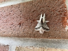 Tolype velleda