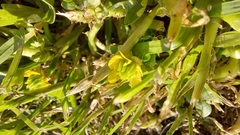 Ranunculus muricatus