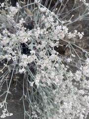 Eriogonum microtheca