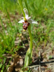 Ophrys scolopax