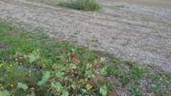 Xanthium orientale riparium